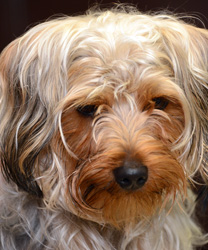 Versace, the Yorkshire Terrier