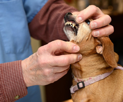 Vet Care Assistance Grant Recipient, Lucy