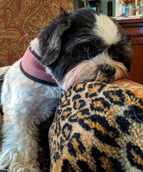 Carmen, and 8 Year Old Shih Tzu with Luxating Patella