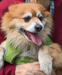 Romeo, a 10 Year Old Pomeranian with Pancreatitis and Enlarged Heart