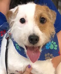 Chase, a 9 Year Old Jack Russell Terrier