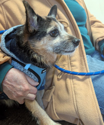 Gabe, an 8 Year Old Norwich Terrier Mix with Chronic UTI's