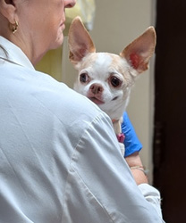 Millie, an almost 14 year old Chihuahua