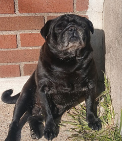 Rocco, an 8 - 10 year old Pug