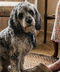 Max, a 10 Year Old Poodle Mix